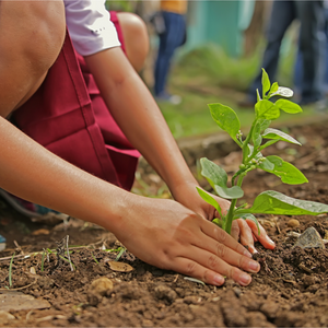 
                  
                    Plant A Tree -   help us to reforest Australia and rebuild habitat
                  
                