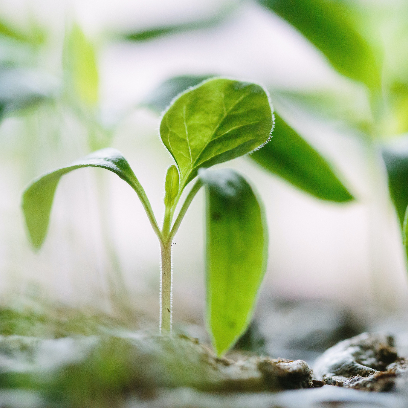 Plant A Tree -   help us to reforest Australia and rebuild habitat